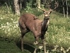 The Hunter