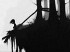 La versi&oacute;n para Mac de Limbo est&aacute; ya disponible en Steam
