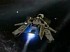 Star Citizen - Pilot AI Work