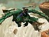 Dragon's Prophet - Explore Auratia