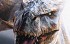 Monster Hunter